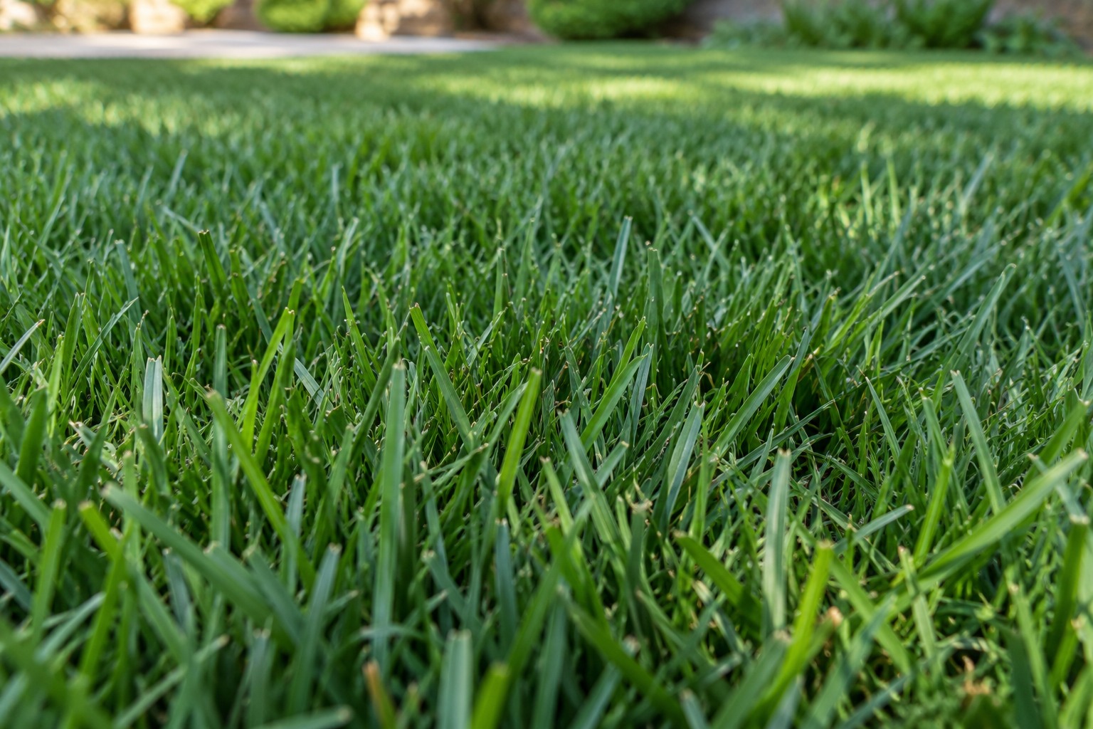 Elite Plus™ grass close-up