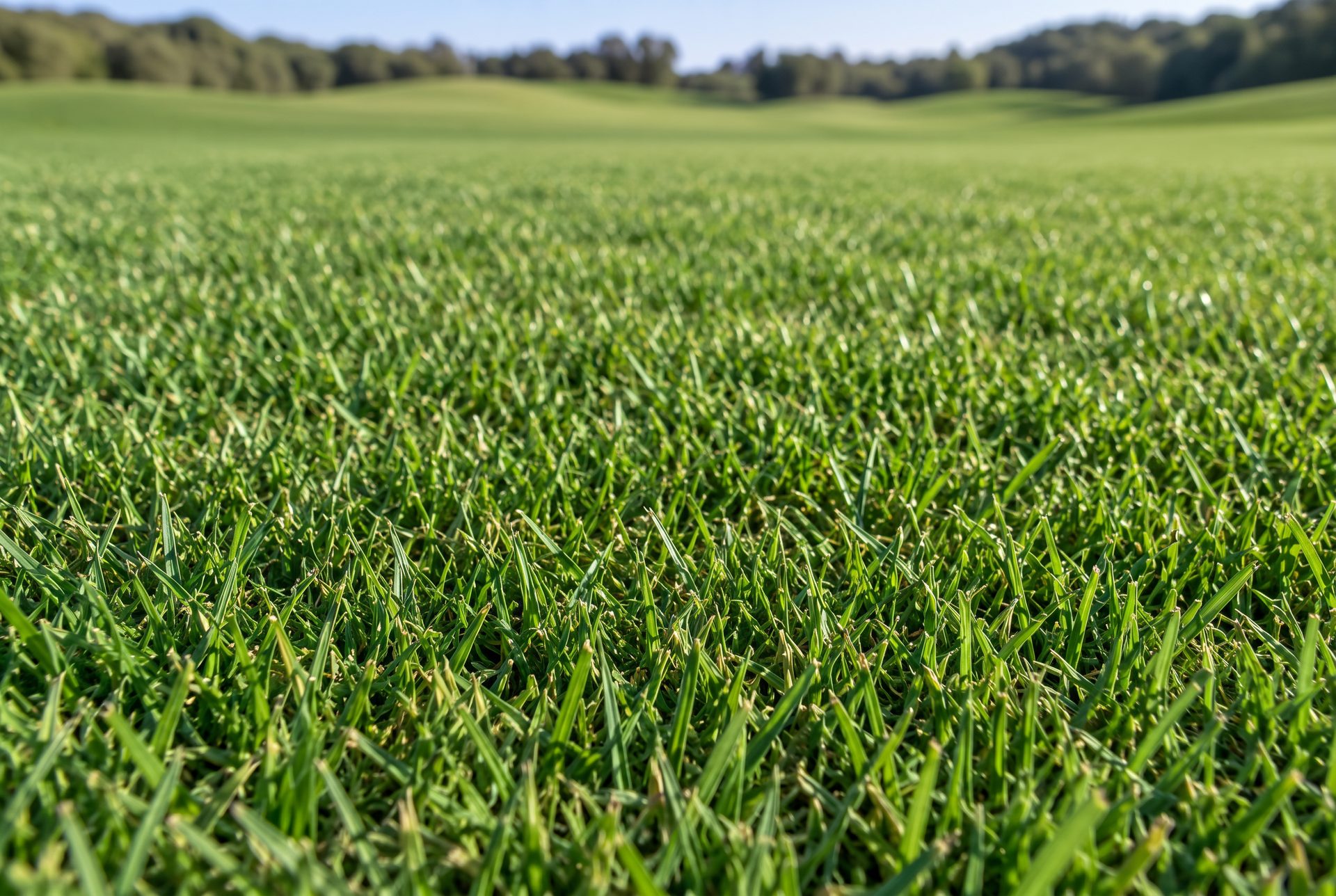 NorthBridge® sod