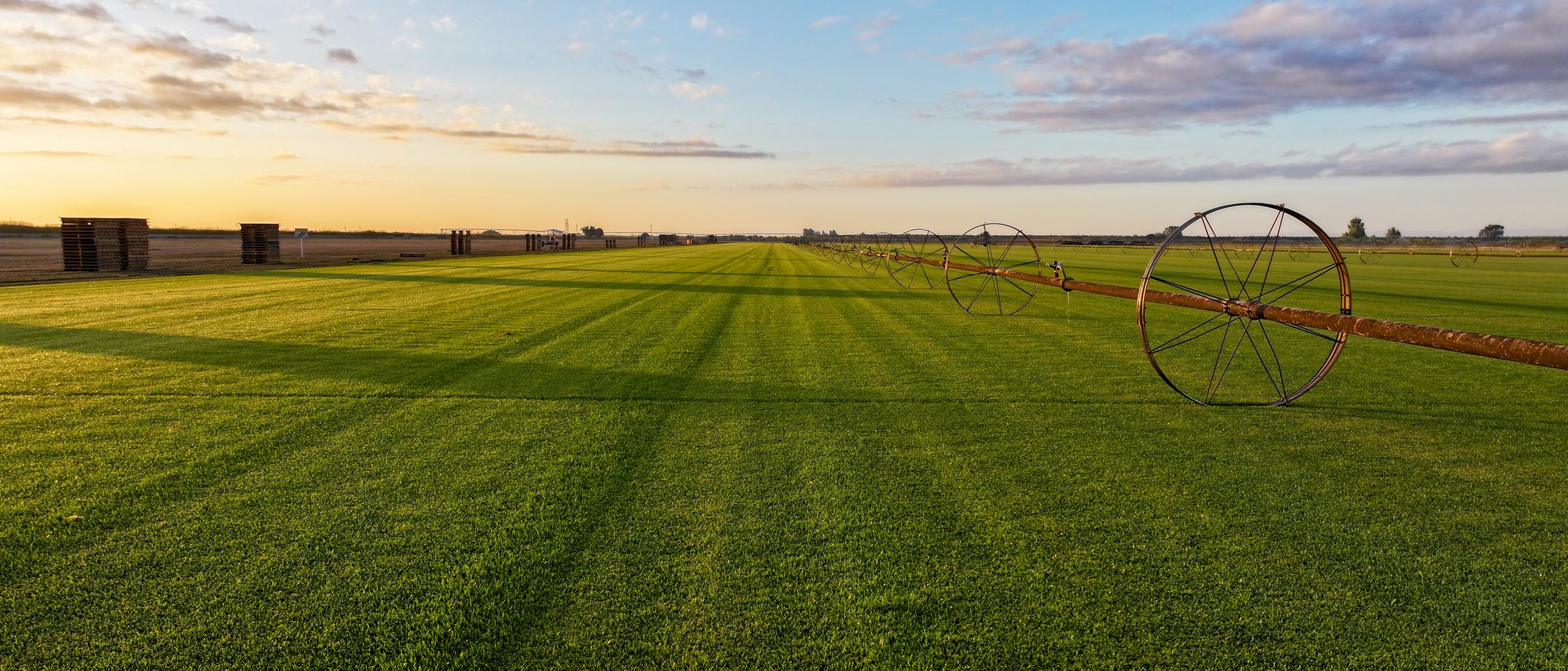 A-G Sod Farms field with wheel-line irrigation at golden hour