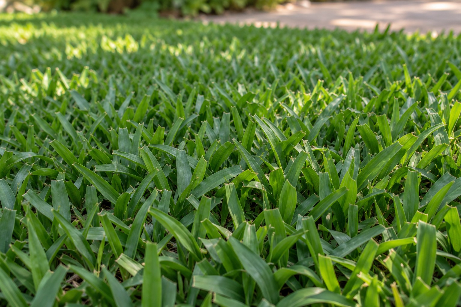 St. Augustine grass close-up