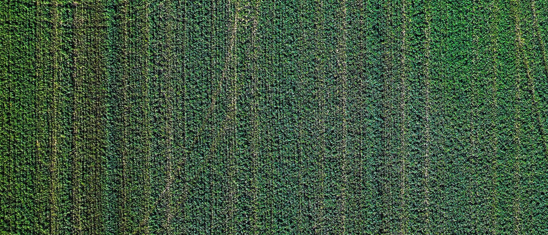 Aerial view of an A-G Sod Farms field