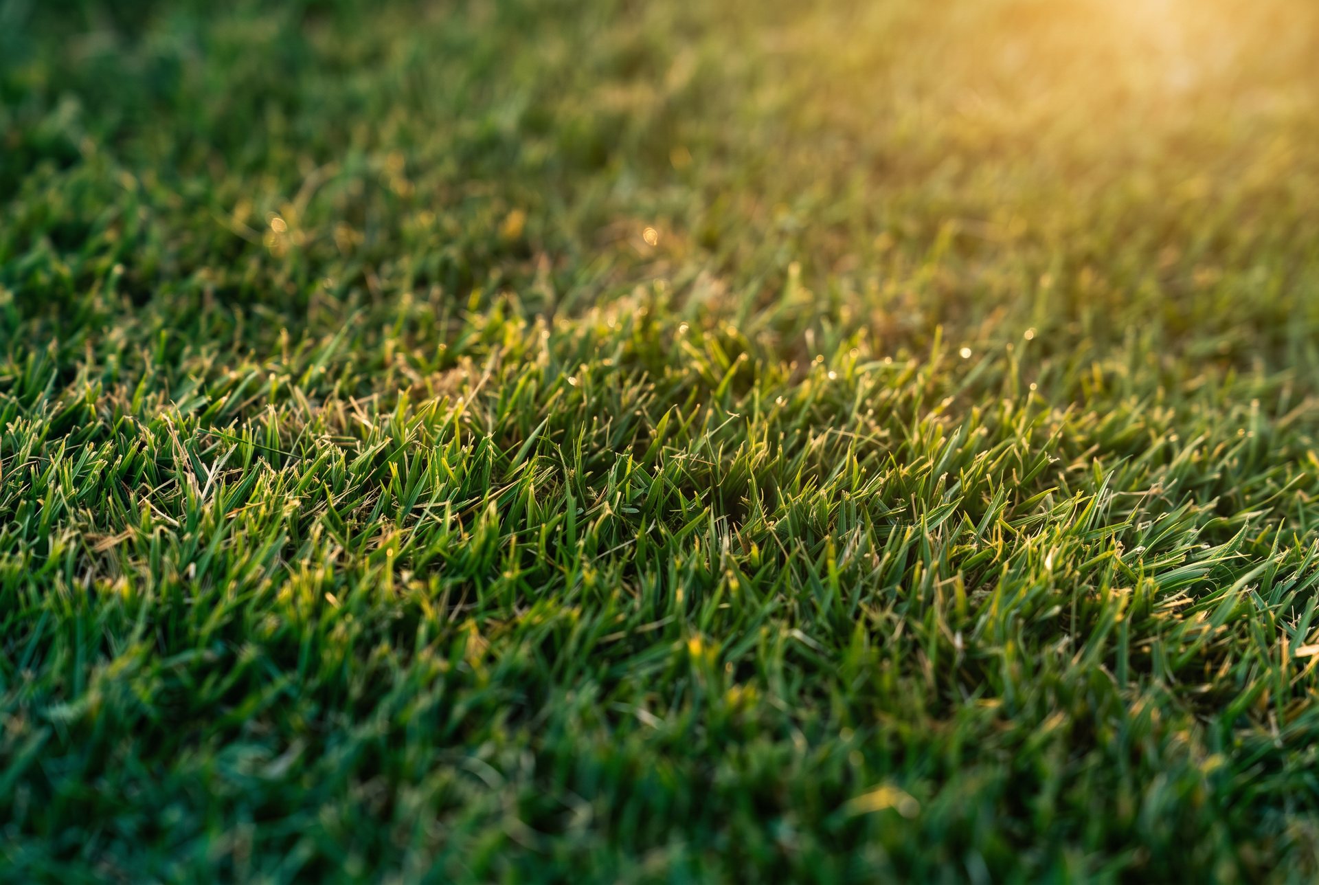 Macro close-up of freshly cut premium green sod grass blades backlit at golden hour