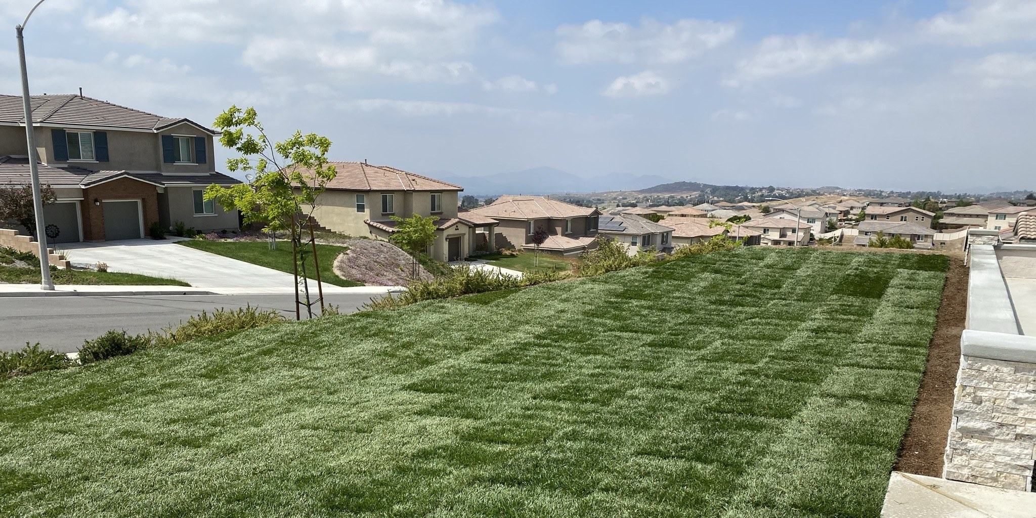 Freshly laid California sod on a home lawn