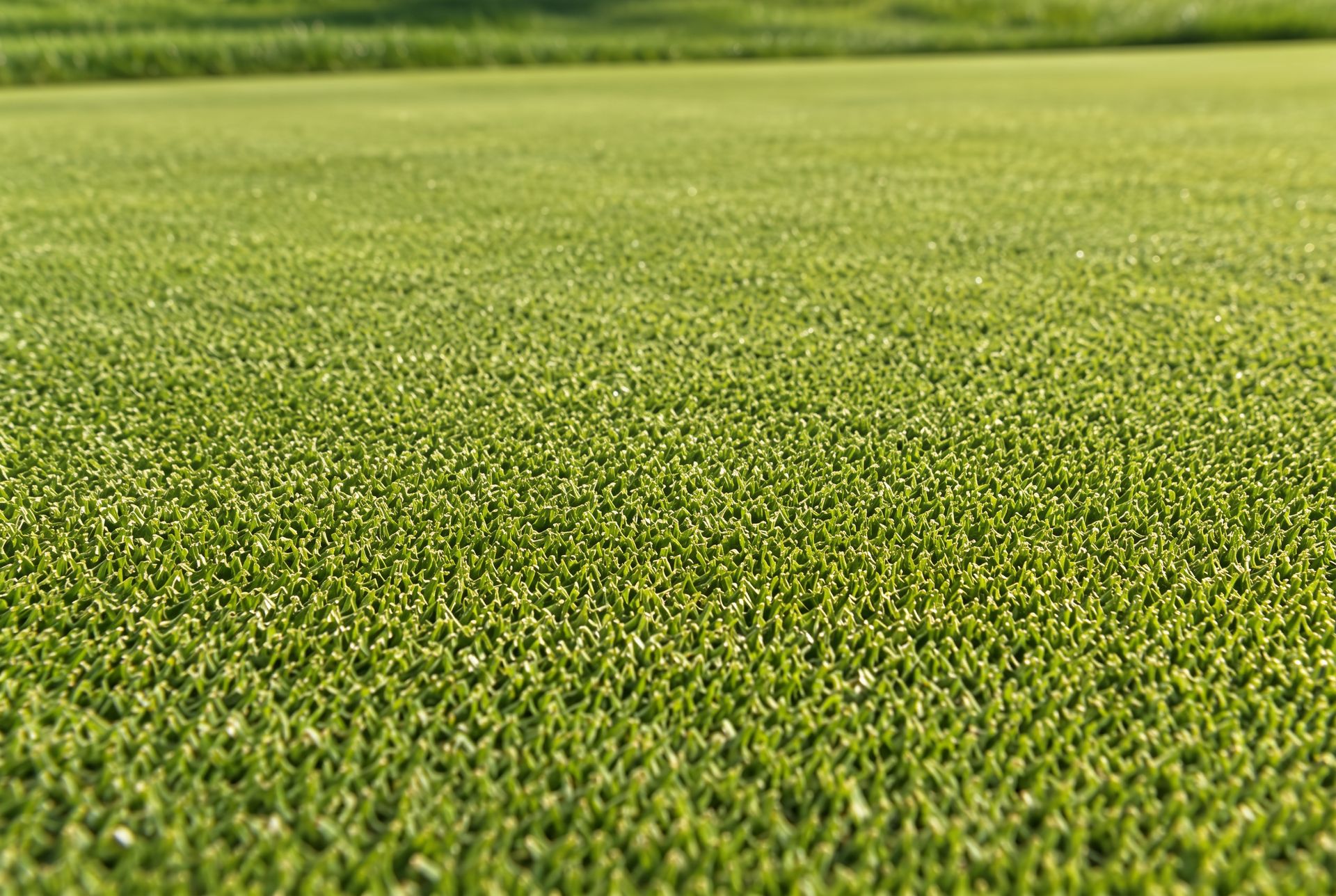 Tifgreen™ sod