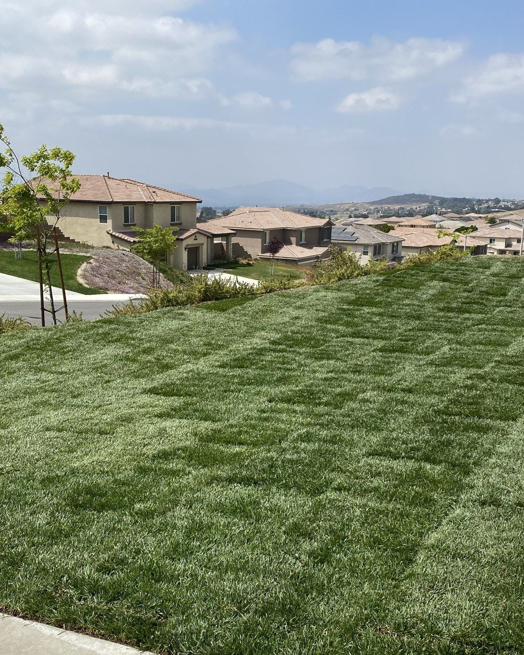 Freshly laid sod on a new California home lawn, with houses and hills beyond