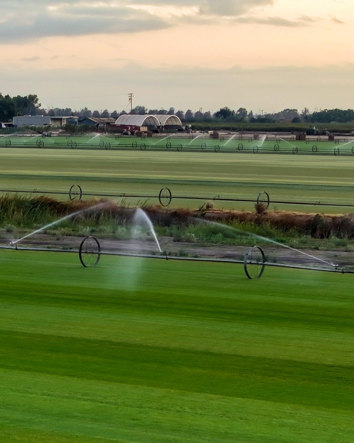 Wheel-line irrigation spraying over a striped sod field at golden hour