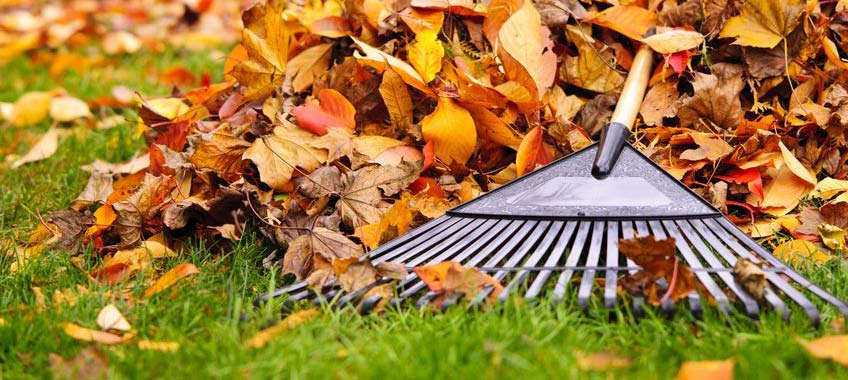 Rake gathering fallen autumn leaves from a green lawn