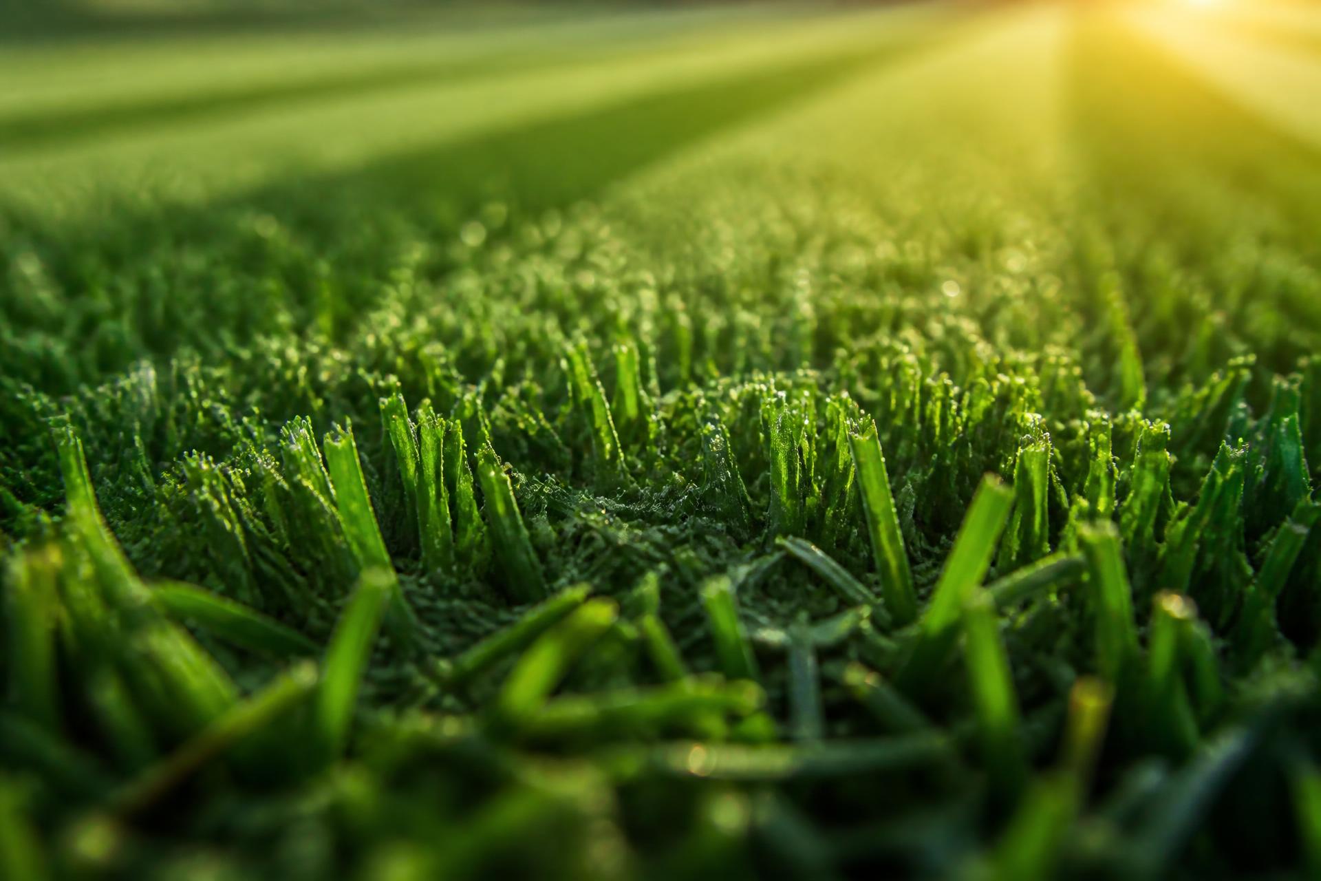 Macro close-up of freshly cut premium green turf grass blades